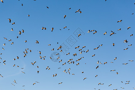 飞翔的鸟鸟动物群天空自由蓝色动物白鹳飞行白色野生动物黑色图片