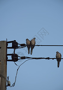 电线上有三只鸽鸟线条力量两极电话金属鸽子团体艺术野生动物黑色图片