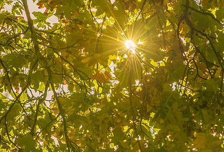 温暖的太阳和它的光芒通过秋叶图片