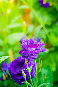 花园里有些紫黄色玫瑰庆典宏观礼物紫色植物团体花束花瓣橙子热情图片