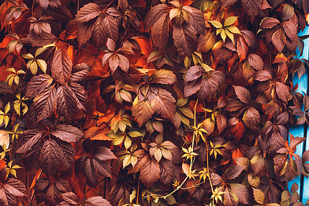 秋天 弗吉尼亚克里珀生长葡萄叶风景叶子时间墙纸落叶背景日历地毯图片