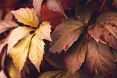 秋天 弗吉尼亚克里珀卷须葡萄叶爬行者葡萄科地毯墙纸季节风景生长森林图片