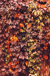 秋天 弗吉尼亚克里珀叶子时间葡萄叶风景卷须桌面落叶墙纸感恩生长图片