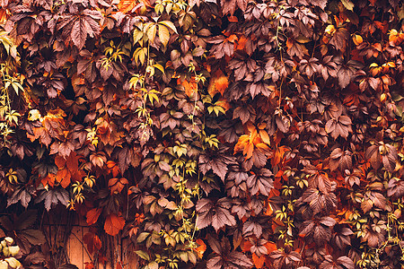 秋天 弗吉尼亚克里珀森林植物生长葡萄科酒叶风景时间卷须地毯桌面图片