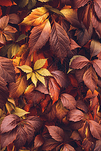秋天 弗吉尼亚克里珀墙纸时间背景爬行者季节植物感恩地毯日历卷须图片