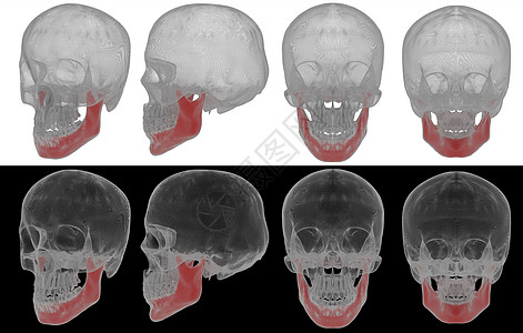 3d 表示下巴骨头插图生理生物学死亡白色医疗颅骨骨骼药品教育图片