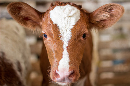 红牛奶牛头在农场图片