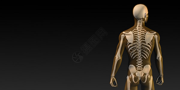 人体骨骼结构图身体手术疾病损害骨头关节外科推介会墙纸生物学图片