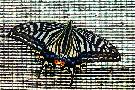 蝴蝶鳞翅目翅膀燕尾红色水平黑色世界蓝色白色黄色图片