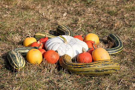 农场的秋天南瓜水果食物农村市场感恩收成团体场地假期节日图片