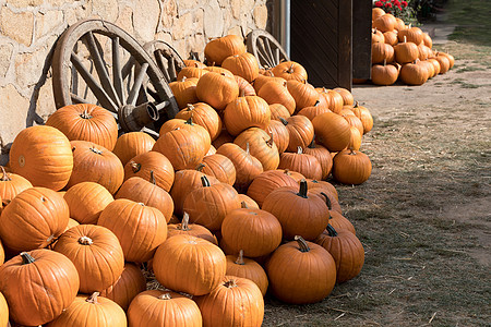 农场的秋天南瓜收成场地假期农业南瓜感恩橙子食物葫芦农村图片
