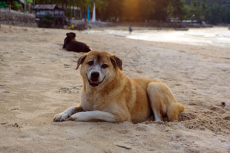 狗在海滩上躺在沙滩上看暑假支撑海洋房子边界宠物阳光猎犬假期日落棕榈图片