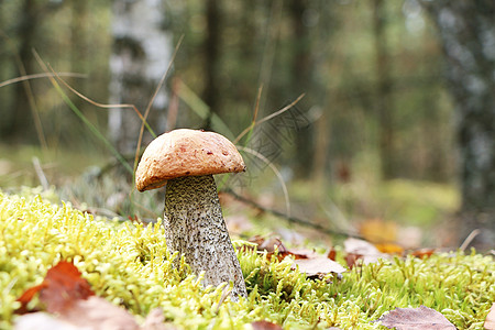 苔树林中的 Leccinum图片