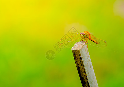 潮湿的清晨在户外捕龙漏洞蜻蜓动物绿色翅膀休息动物群生物生活野生动物图片
