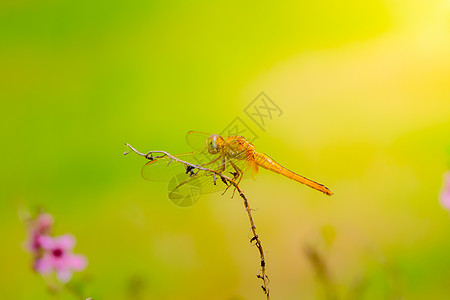 潮湿的清晨在户外捕龙漏洞绿色翅膀野生动物鞘翅目休息宏观生物蜻蜓动物群图片
