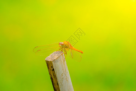 潮湿的清晨在户外捕龙漏洞野生动物眼睛生物动物群鞘翅目蜻蜓生活休息追逐者图片