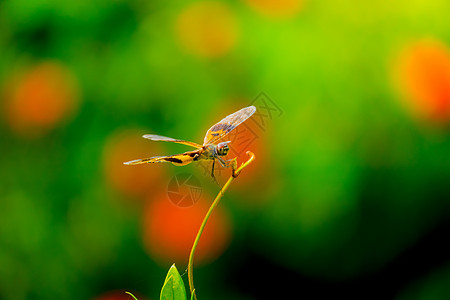 潮湿的清晨在户外捕龙漏洞生物蜻蜓眼睛宏观动物群追逐者蓝色鞘翅目休息图片