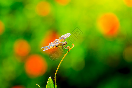 潮湿的清晨在户外捕龙生物宏观生活翅膀蜻蜓野生动物追逐者漏洞绿色眼睛图片