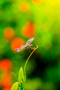 潮湿的清晨在户外捕龙眼睛野生动物绿色休息蜻蜓追逐者宏观鞘翅目动物群漏洞图片