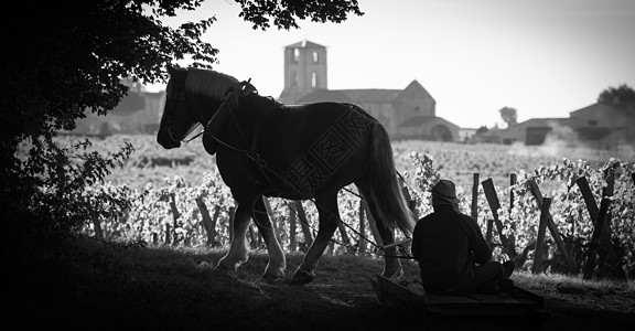 收割养殖场和马文草案圣艾米里昂法兰西男人方法收成农场工人教堂国家职业农民场景图片