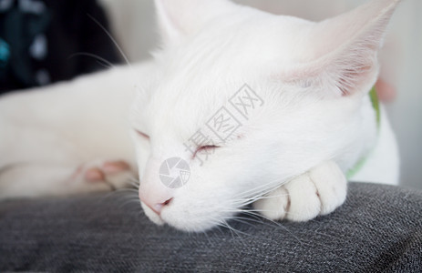 白猫睡在猫咖啡厅白色眼睛晶须小猫动物鼻子宠物猫科猫咪哺乳动物图片