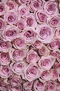 紫玫瑰的婚礼安排绿色桌子花朵团体婚姻新娘植物群装饰品玫瑰中心图片