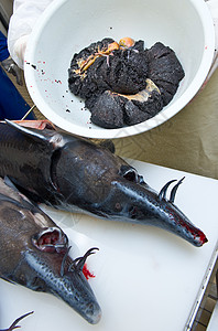 工人准备鱼子酱 摘除雌性螺母的卵蛋工厂渔业奢华工作服收腰健康摄影生产线面罩诱惑图片