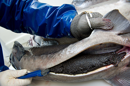 工人准备鱼子酱 摘除雌性螺母的卵蛋生产线白色奢华渔业摄影安全职业美食家工厂收腰图片