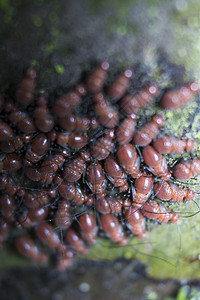 树上一小群红色婴儿蚂蚁野生动物环境生物团体照片森林团队殖民地昆虫漏洞图片