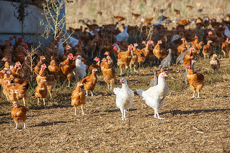 鸡群在有机繁殖的一片鲜绿绿草地上自由游荡粮食母鸡农家院场地农场农业土地家畜房子畜牧业图片