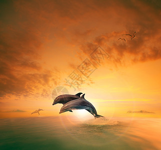 海豚情侣在海浪中跳跃 漂浮在Ai中间哺乳动物天堂生活橙子太阳金子天空黄色海洋海洋生物图片