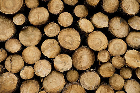 森林中的松树原木 火林作为可再生能源木工人力量建造商品生态木材燃料雨林森林技术图片