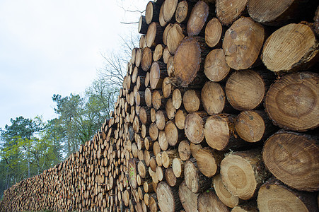 森林中的松树原木 火林作为可再生能源收获产品技术林业日志木材雨林建造桦木工作图片