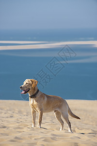 专注的年轻狗跑在海滩上动物支撑地平线乐趣海水天空猎犬跑步海洋海滨图片