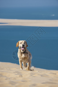 专注的年轻狗跑在海滩上冲浪享受猎犬地平线遛狗海洋动物假期犬类跑步图片