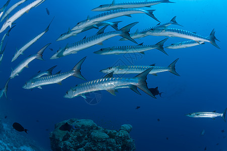 新西兰海苏丹红海潜水考察队家庭盐水潜水海景团体野生动物气候热带环境海洋背景