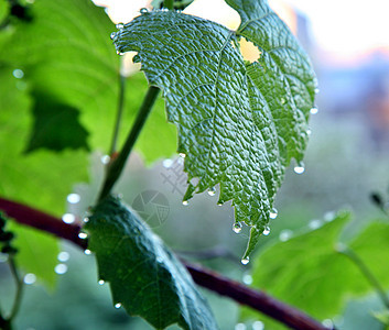 葡萄绿叶上的露水滴落植物群生长水滴植物生态反射花园雨滴液体阳光安详高清图片素材
