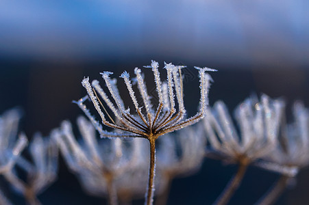 植物冬芽的自然性质 被小雪花所覆盖了土地黑色时间雪花种子白色世界天气背景图片