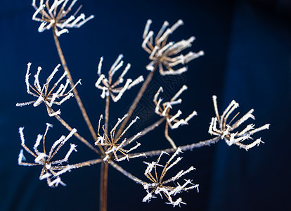 植物冬芽的自然性质 被小雪花所覆盖了黑色世界种子白色土地雪花时间天气背景图片