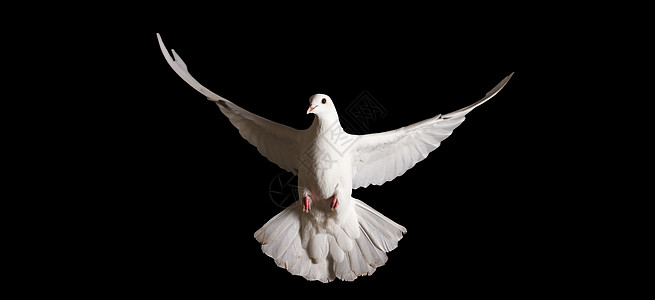 白鸽子 有伸展的翅膀 在黑色上隔离居住飞行航班荒野希望动物羽毛宗教自由小鸟背景图片