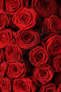 大红玫瑰团体婚礼鲜花花束花瓣浪漫新娘背景图片
