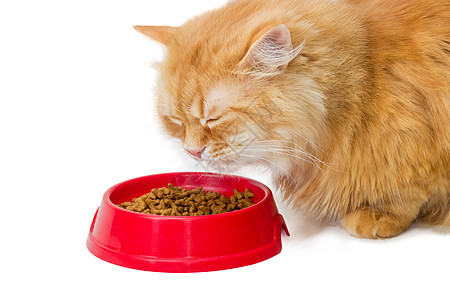 红猫 吃红碗里的干猫食颗粒状乐趣护理干粮动物宠物塑料营养营养素猫粮图片