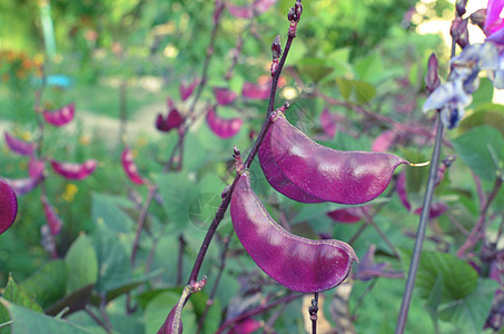 特级传家宝紫青豆种植植物藤蔓园艺豆子美食文化收成树叶细绳图片