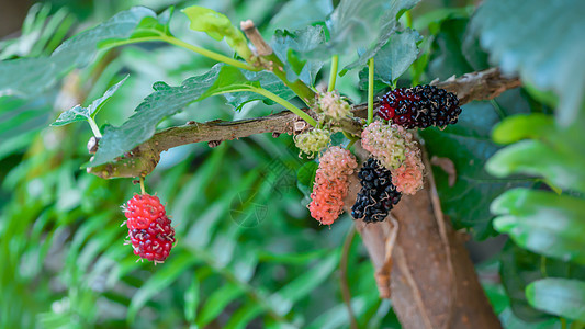 农场里产的果子叶子水果黑色养分食物浆果紫色红色图片