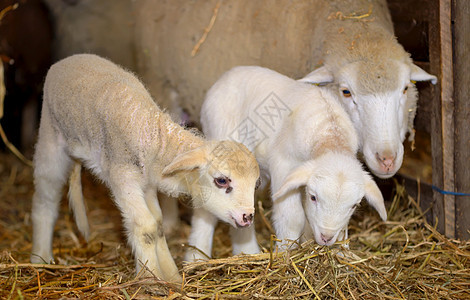在马棚里的羊羔白色家畜国家羊毛牺牲动物农场季节谷仓婴儿图片