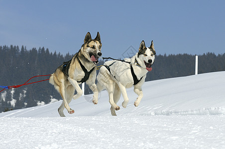 运动狗会议比赛竞赛跑步速度宠物马具团队雪橇运输图片