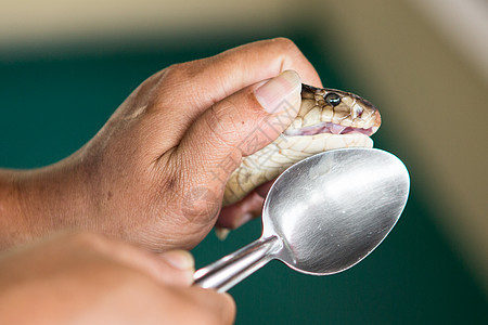 教练拿着有毒的眼镜蛇爬行动物捕食者情调异国荒野男人国王眼睛皮肤毒液图片