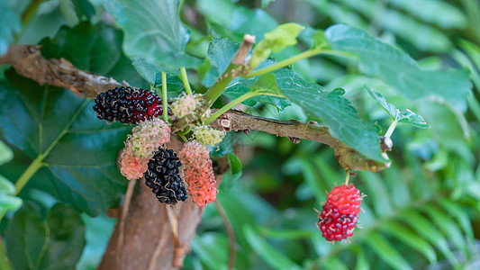 农场里产的果子浆果红色养分水果紫色叶子黑色食物图片