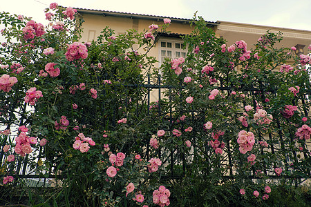攀爬玫瑰花棚 漂亮的栅栏前门旅行格子花园园艺植物植物群旅游花朵花架房子图片