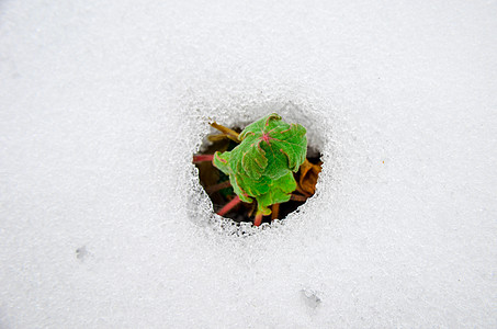 雪发芽从融雪雪覆盖中出现的早期发芽图像生态生活地球季节幼苗衬套环境叶子森林自然背景